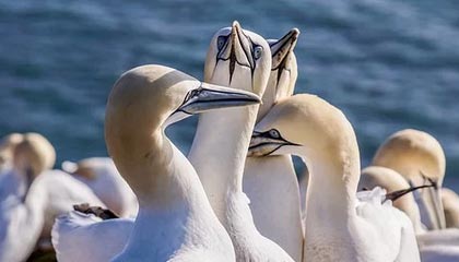 ayx体育链接-女足比赛中，中国队员李某表现出色，助球队取胜，中国女足队员李影