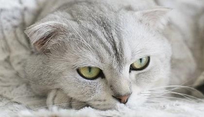 ayx体育链接-女足比赛中，中国队员李某表现出色，助球队取胜，中国女足队员李影